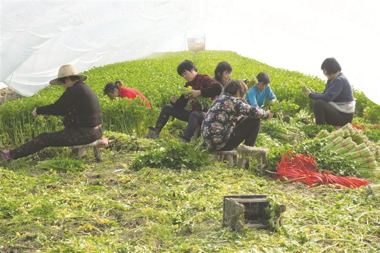 香港全年最全免费资料大全